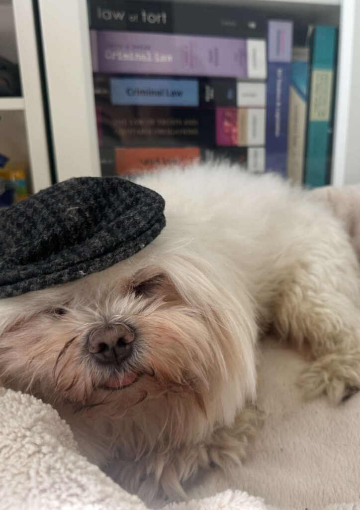 A white dog sleeping in a black hat