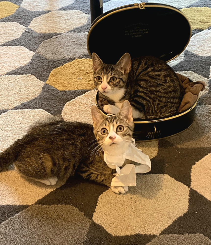 Two kittens are looking up at the camera. One is wearing barrister bands, the other is in a barrister wig tin