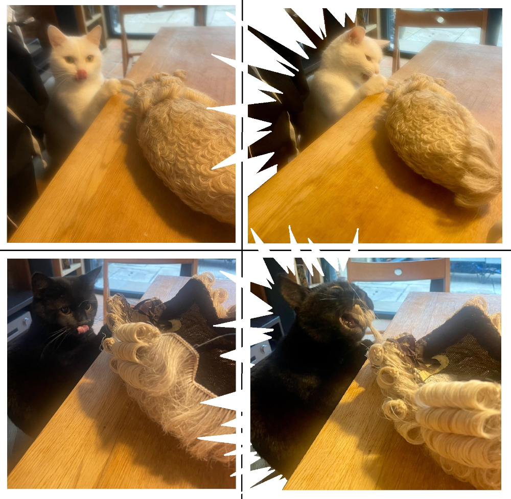 On the left are photographs of one black cat and one white cat licking their lips. To the right are the same cats biting wigs. The pictures have white collision lines coming off them like a cartoon