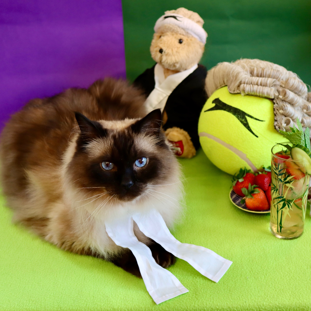 A cat in barrister bands, sat next to a giant tennis ball with a barrister wig on it. There is a teddy bear barrister wearing a sweat band, and a plate of strawberries with a glass of pimms