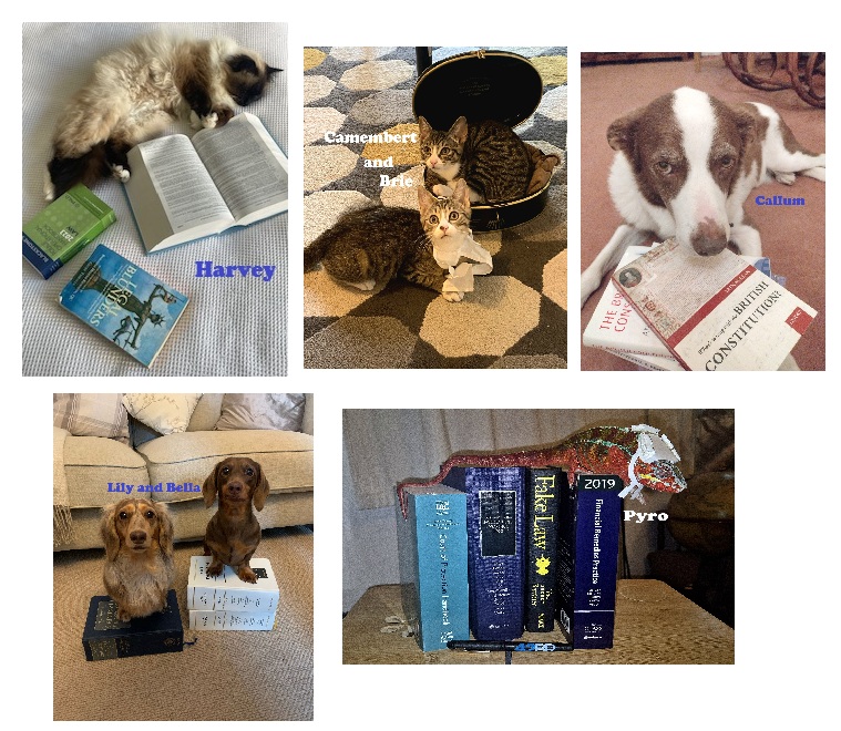 You are currently viewing Vote now for the face of November 2026!