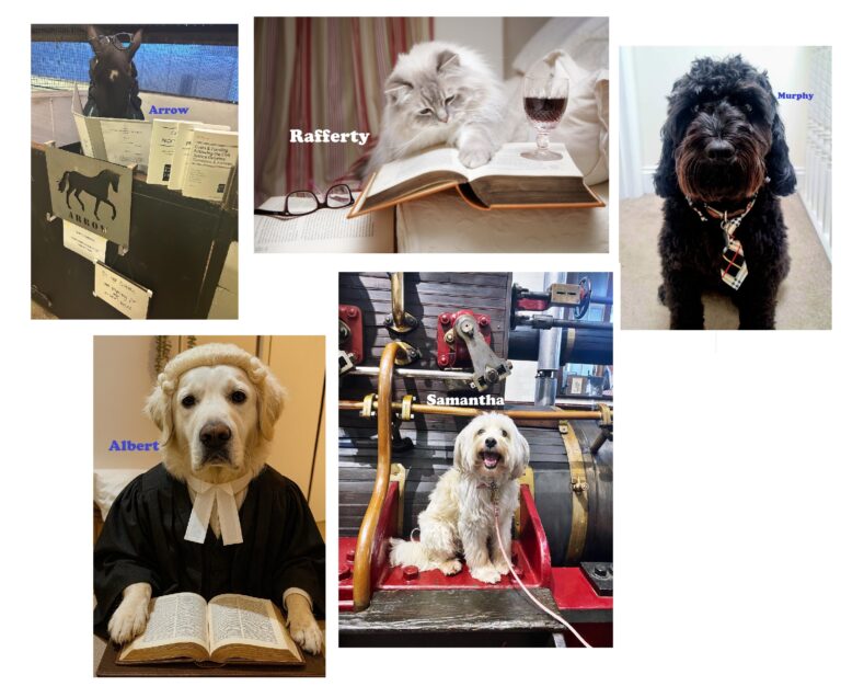 Vote here for the face of December 2026!