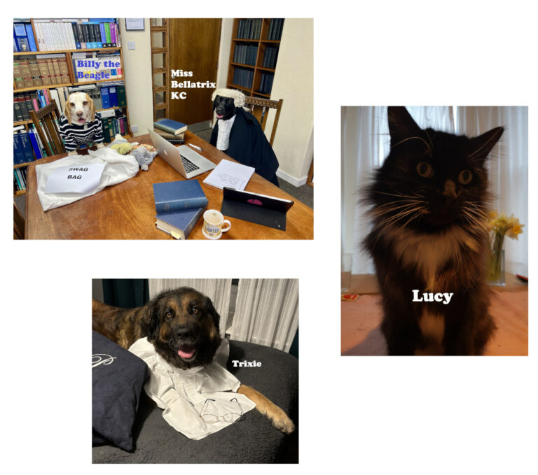 A collage of pictures. Billy and Bellatrix are two dogs, with one dog dressed as a barrister and the other as a robber. One is a cat called Lucy. The final picture is a dog called Trixie in barrister bands