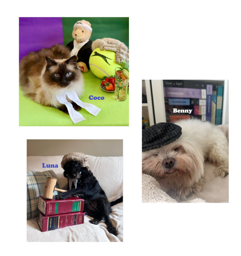 A collage of three pictures. Coco is a cat in barrister bands, sat next to a giant tennis ball with a barrister wig on it. Luna is a dog in a barrister wig with a gavel. Benny is a dog in a hat sleeping