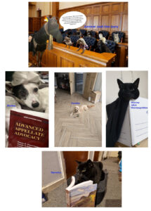 Read more about the article Vote now for the face of September 2026!