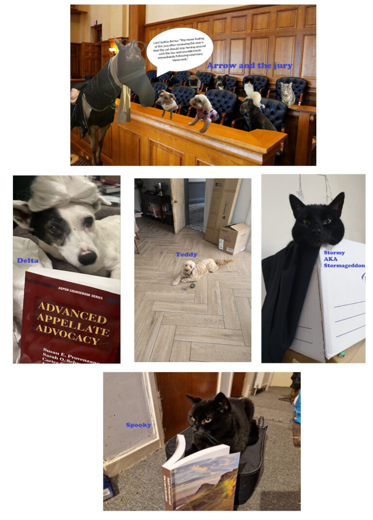 A collage of 5 photographs. Arrow is a horse addressing a jury made up of a number of different cats and dogs. Delta is a dog in a wig with a law book. Teddy is a dog with a muddy tennis ball. Spooky is a black cat looking at an open law book. Stormageddon is a cat in a box