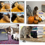 Vote now for the face of October 2026!