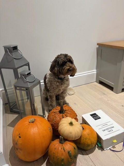Daisy is a dog surrounded by pumpkins, as well as a white law book