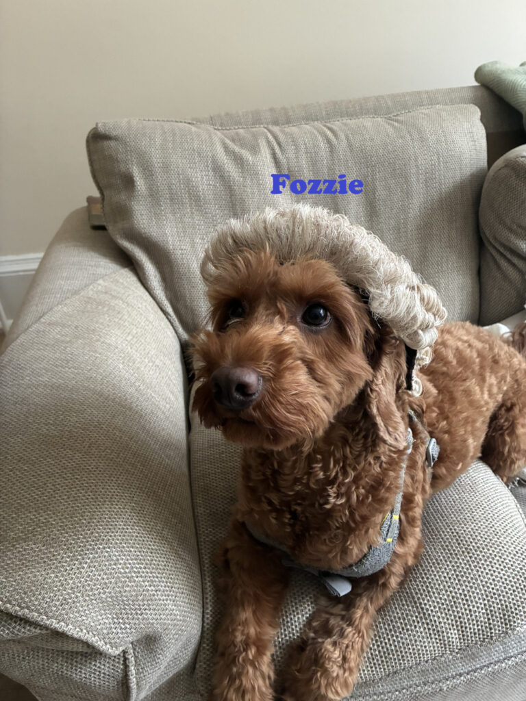 Fozzie is a brown dog in a barrister wig