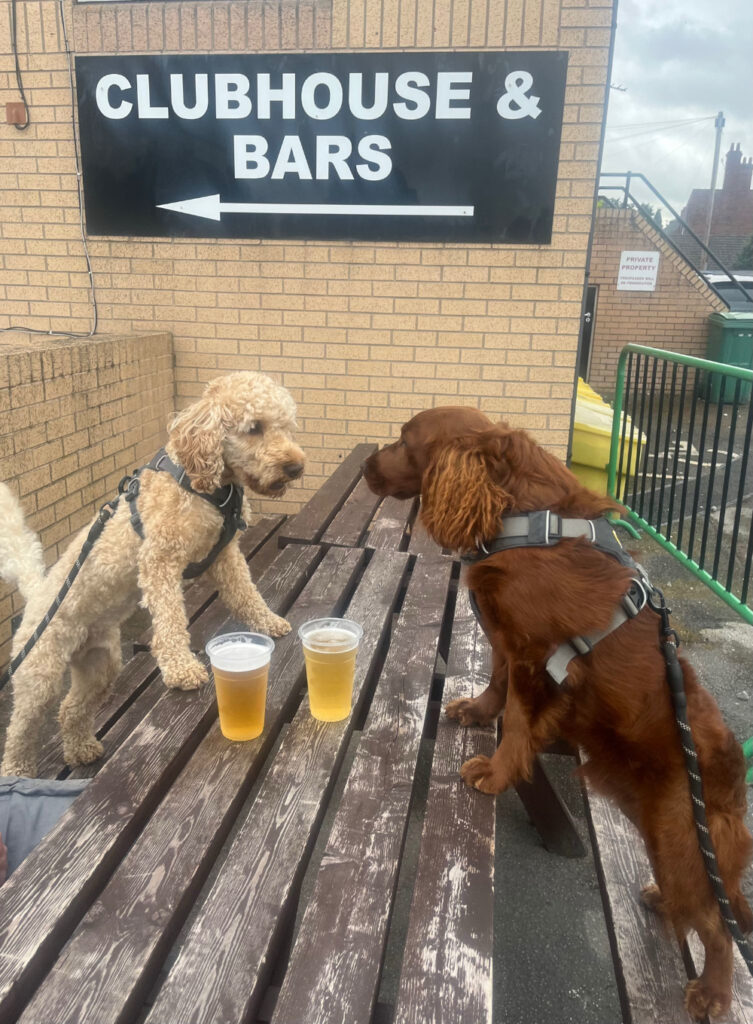 Two dogs stand on a pub table, with drinks between them