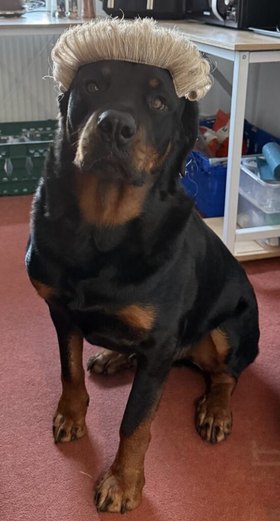 A dog in a barrister wig