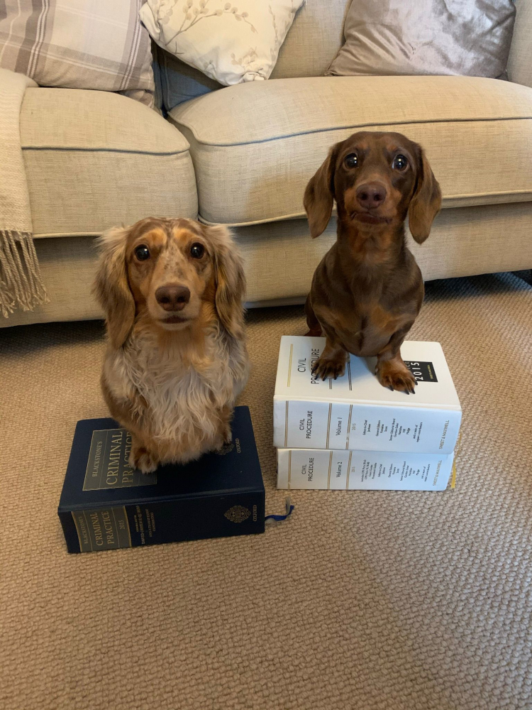 One dachshund stands on a single law book, whilst the second dachshund stands on two law books. Both stare fixedly at the camera