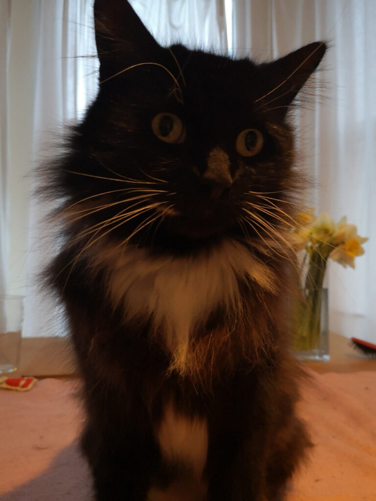 Lucy is a black and white fluffy cat, stood staring just past the camera