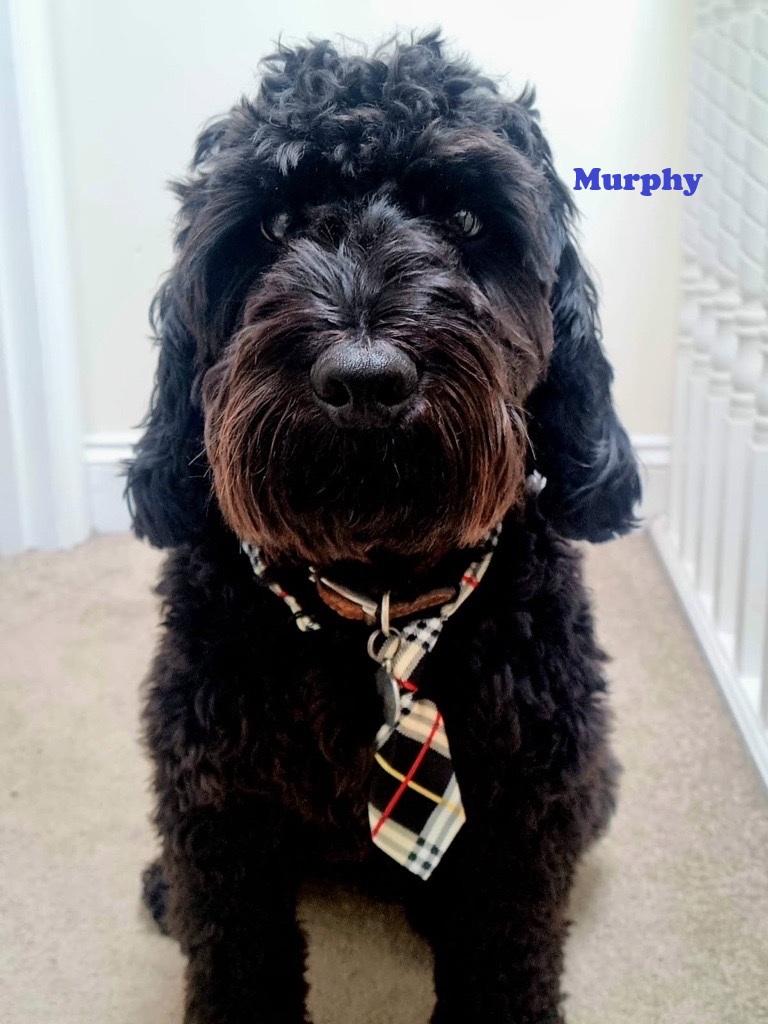 A black dog in a tie