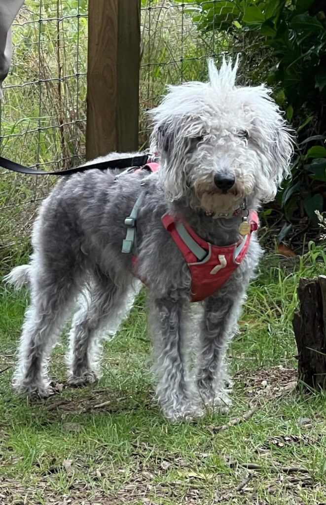 A grey dog out on a walk