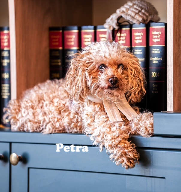 A fluffy dog in barrister bands, lying in front of law books