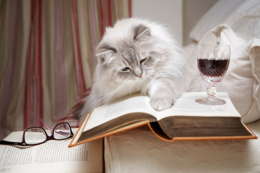 A long haired cat with its paw on a book. There are glasses and a glass of red wine