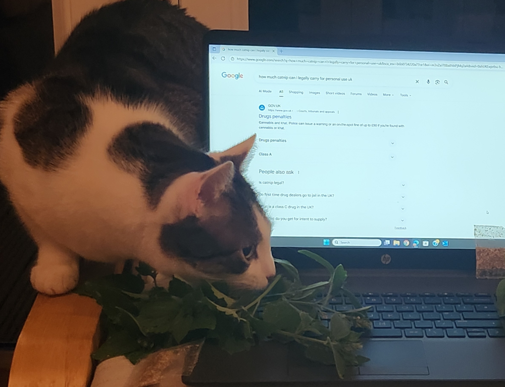 Reggie is a cat sniffing a pile of catnip on a laptop