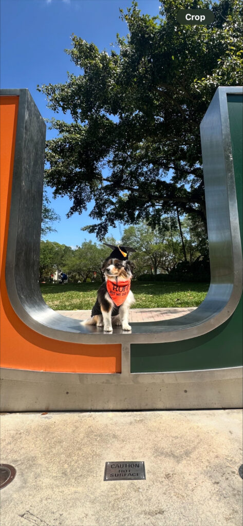 A dog in a mortar board