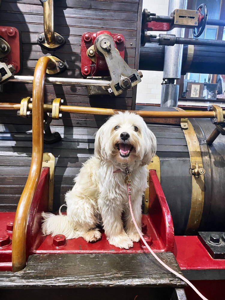 A cream dog sat smiling on a piece of technology