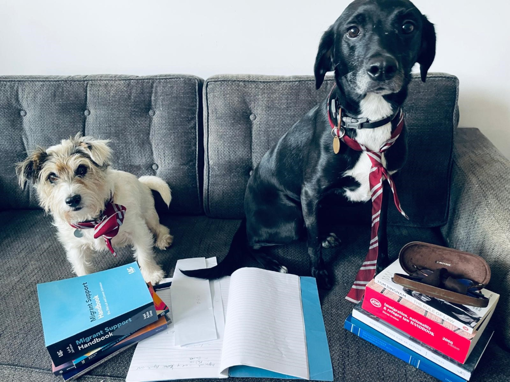 Two dogs sat on a sofa. They are wearing ties and surrounded by law books