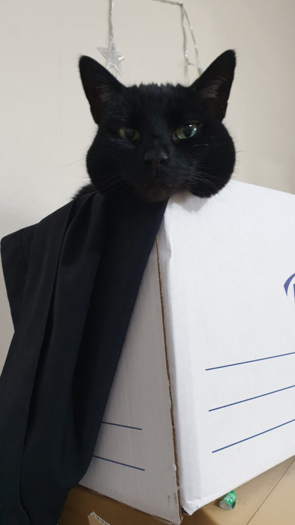 A black cat sits in a white file box
