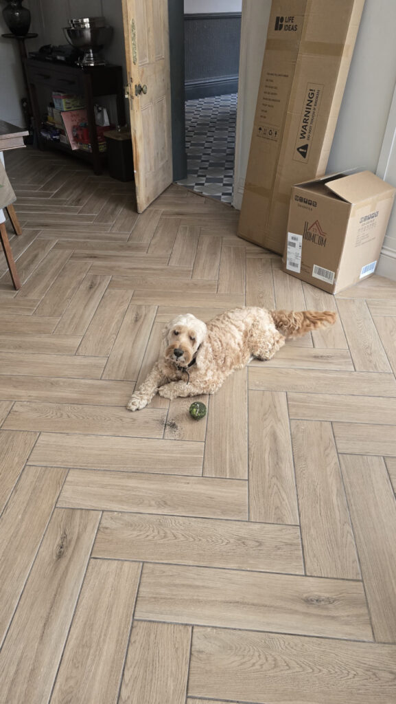 A dog with a tennis ball