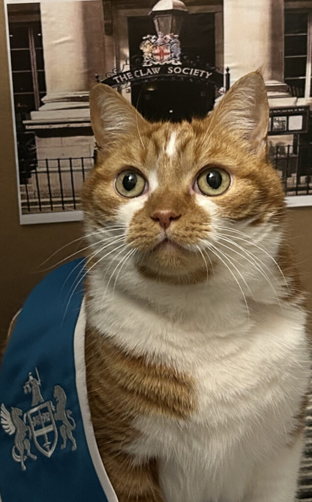 A cat wearing a sash, standing in front of a photograph of the Law Society
